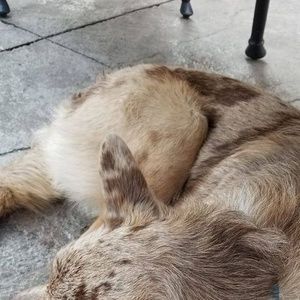 Meet your Posher, Raffaele